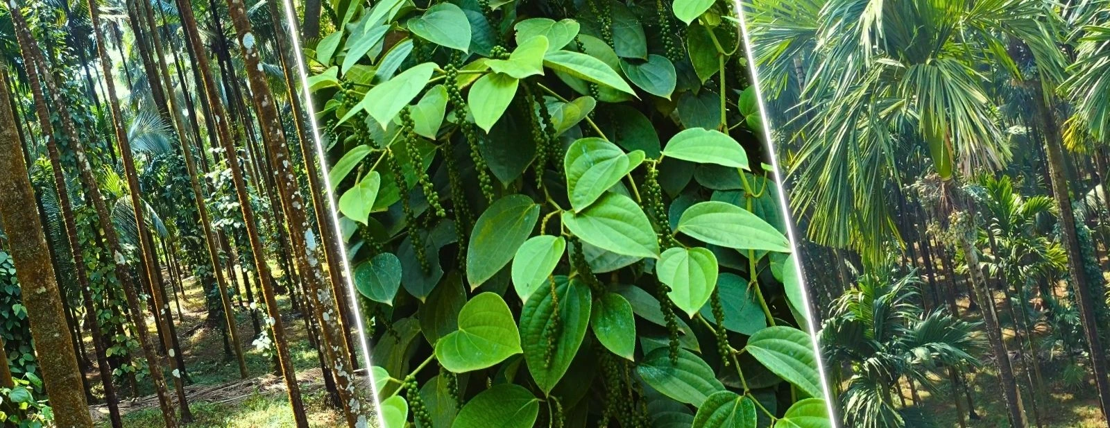  Guhagar, Maharashtra
