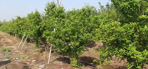 Malshiras, Maharashtra