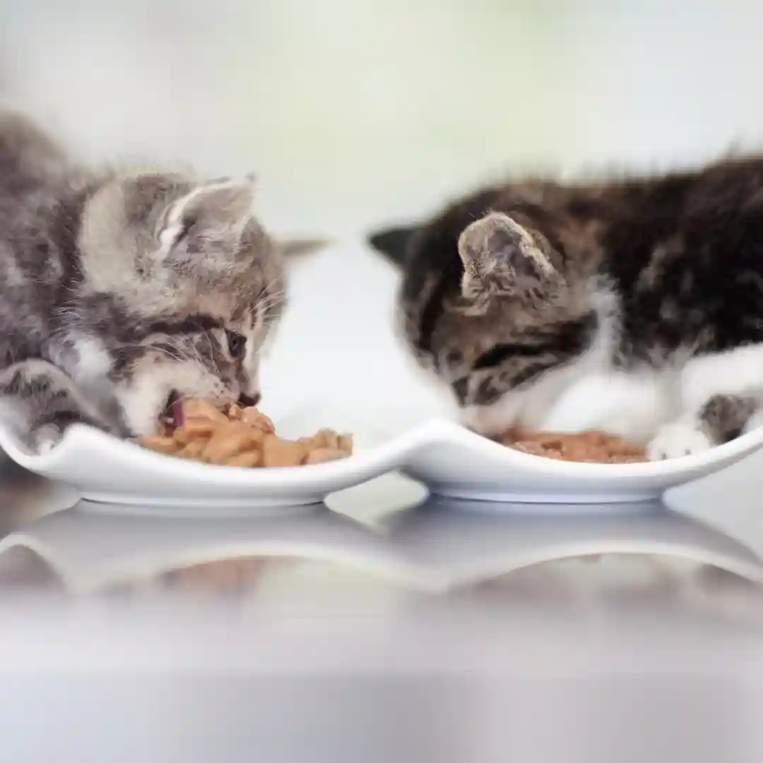 Animal Nutrition