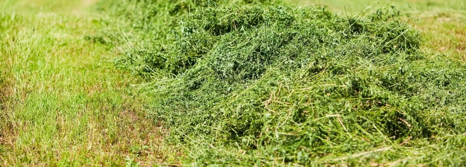Organic Alfalfa Farm