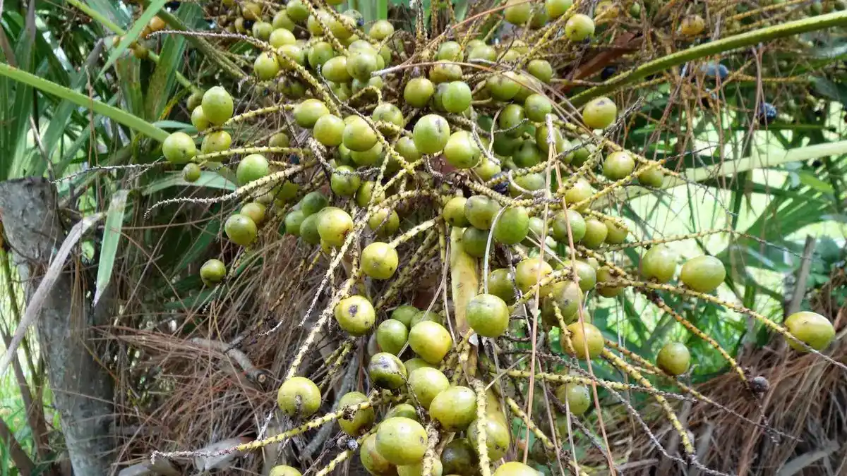 Saw Palmetto