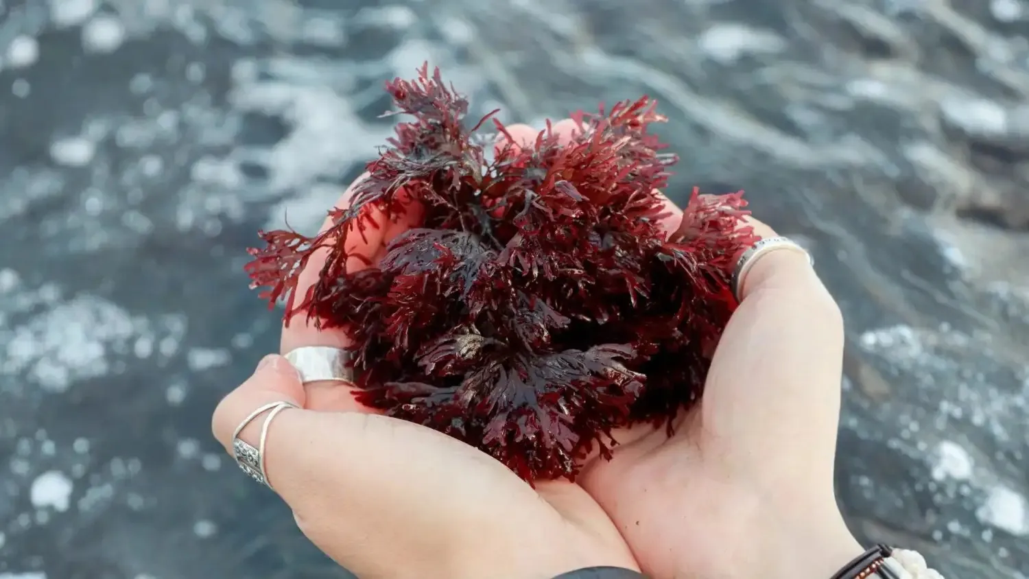 Fresh red dulse seaweed raw material used for organic dulse powder production