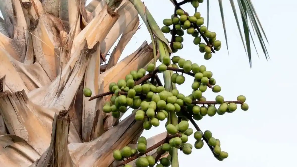Saw Palmetto Plant