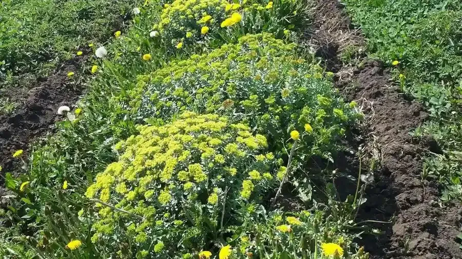 Rhodiola rosea plant growing in natural environment used for rhodiola rosea powder production