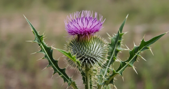 Organic Milk Thistle Extract Powder 10:1 Bulk Supply for Commercial Manufacturing