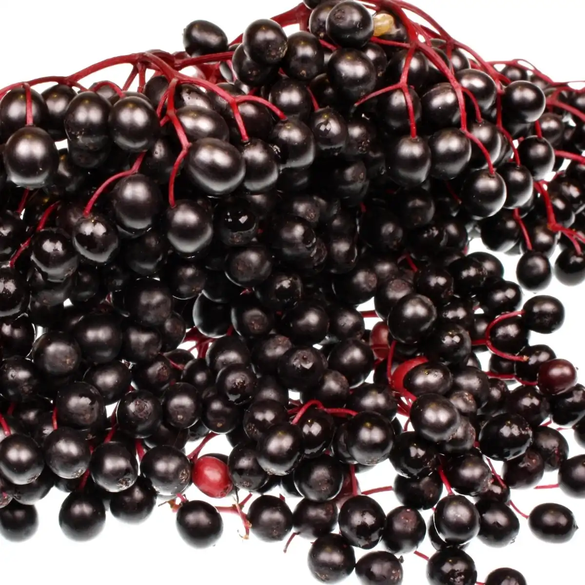 Organic Elderberry Extract Powder