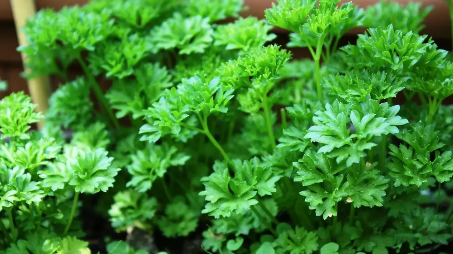 Fresh parsley leaves used as the raw botanical source for parsley powder