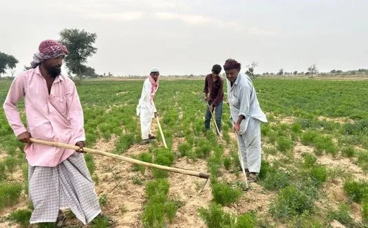 Organic Alfalfa Farm workers in field
