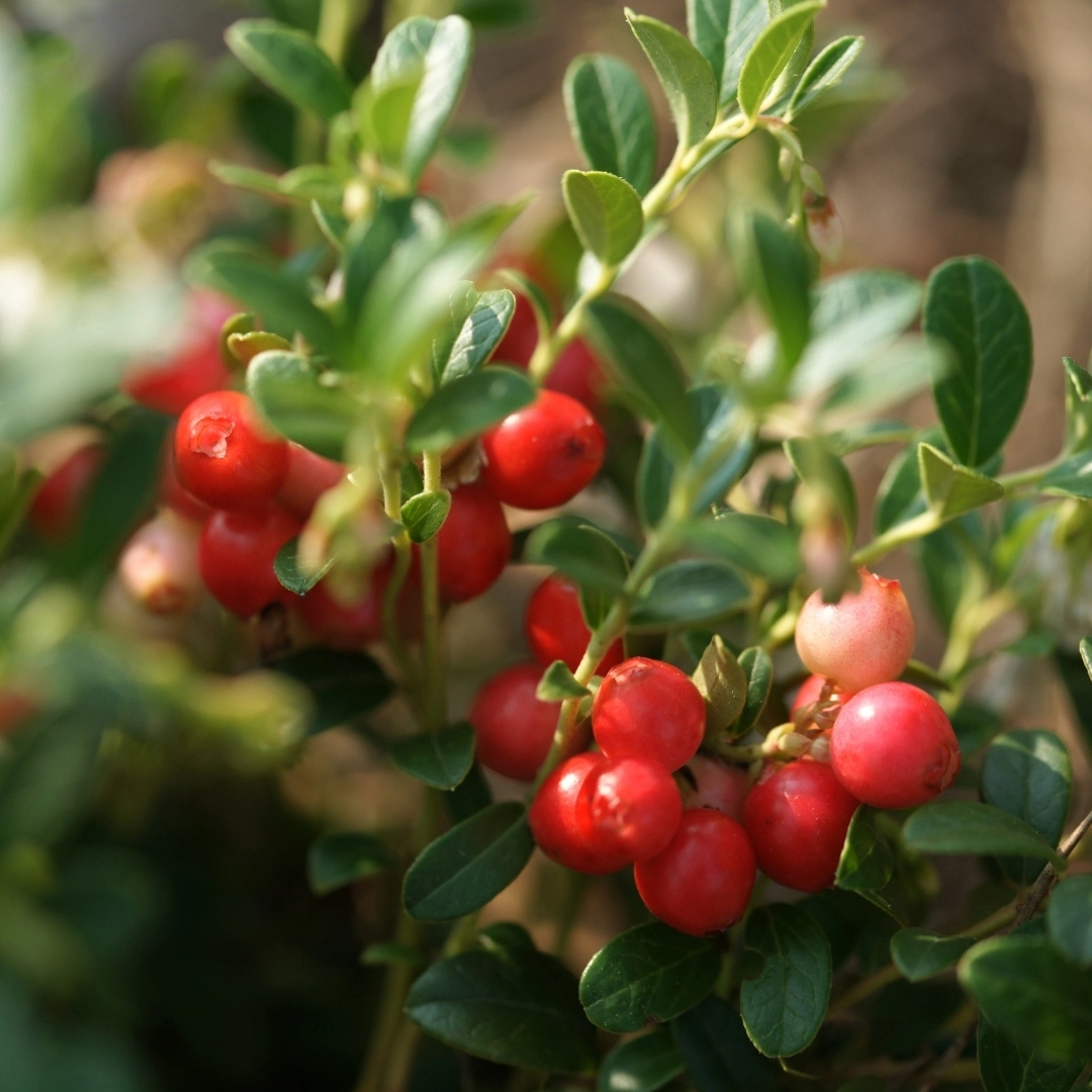 Organic Cranberry Juice Powder Plant