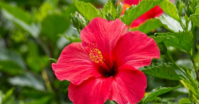 Flavonoids