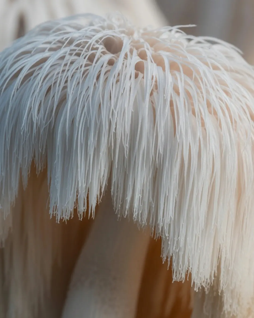 Organic Lion's Mane Extract Powder 10:1 for Polysaccharides