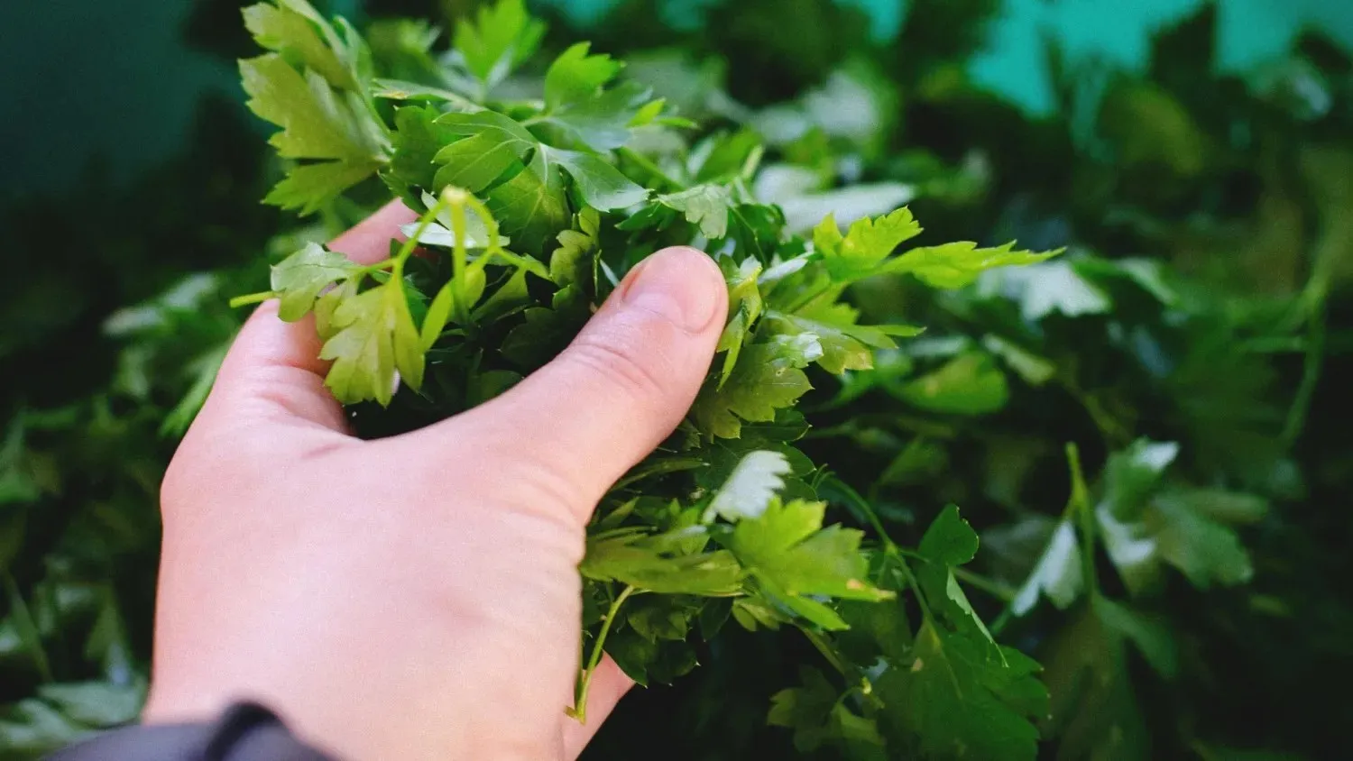 Hand harvesting fresh parsley leaves used for parsley powder production