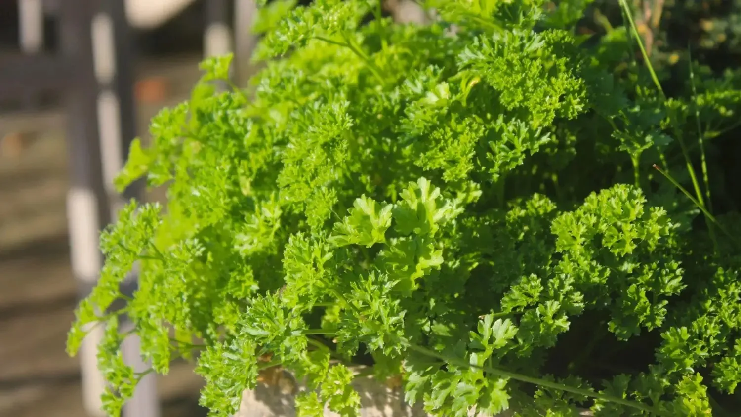 Parsley plants cultivated for organic parsley powder production