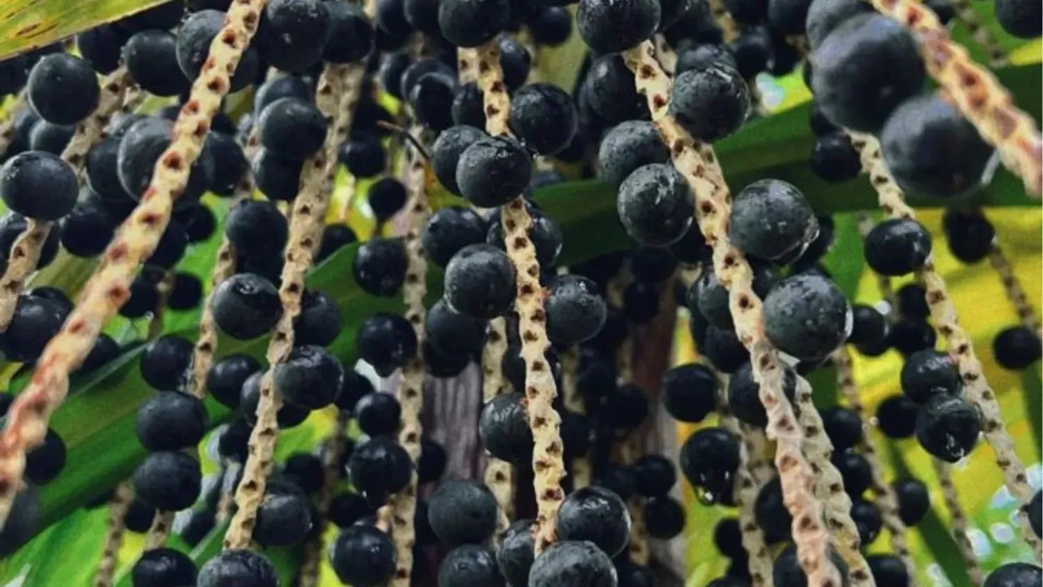 Berries