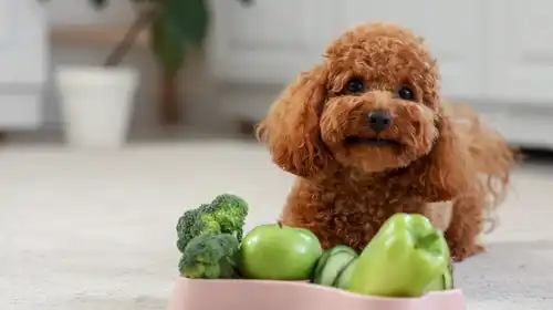 Animal Nutrition