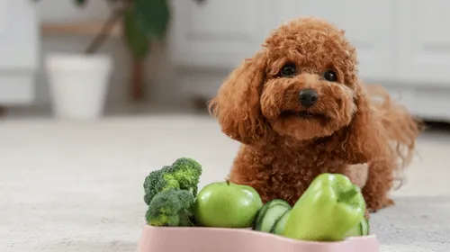 Animal Nutrition