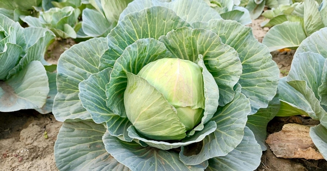 Organic Cabbage Powder macro shot