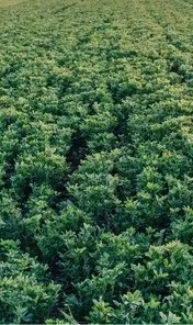 Organic Alfalfa tree