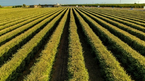 Kelp powder used in agricultural plant nutrition and soil health