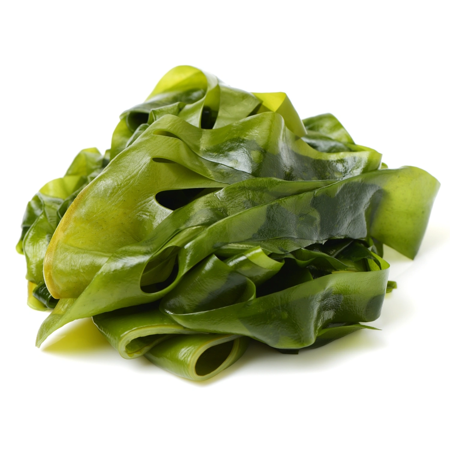 Raw kelp seaweed source used to produce kelp powder
