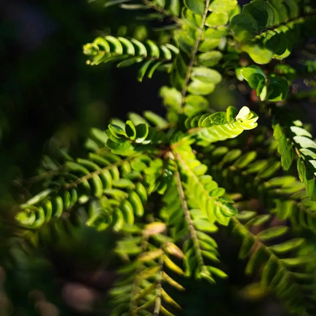 Fresh amla plant leaves and fruits used as raw material for amla fruit powder