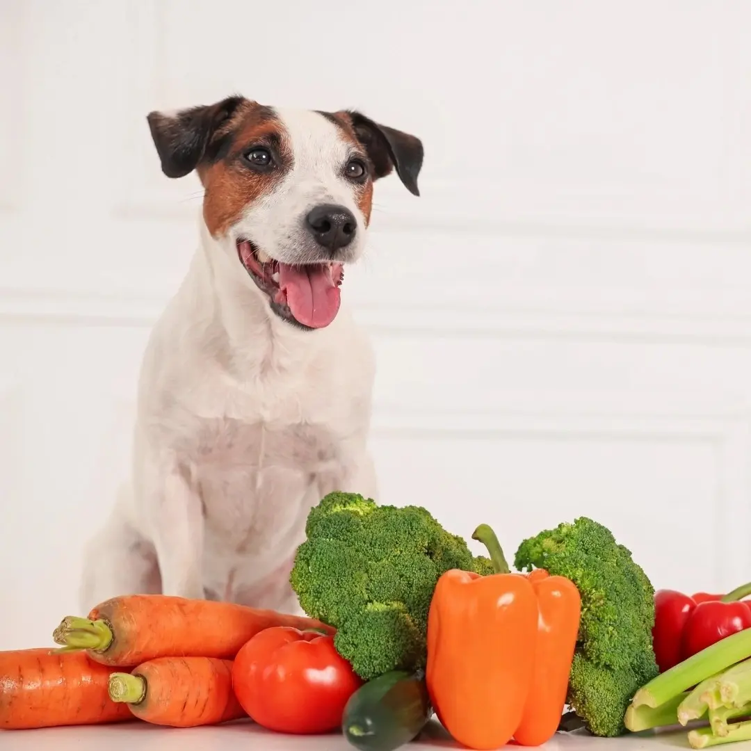 Animal Nutrition