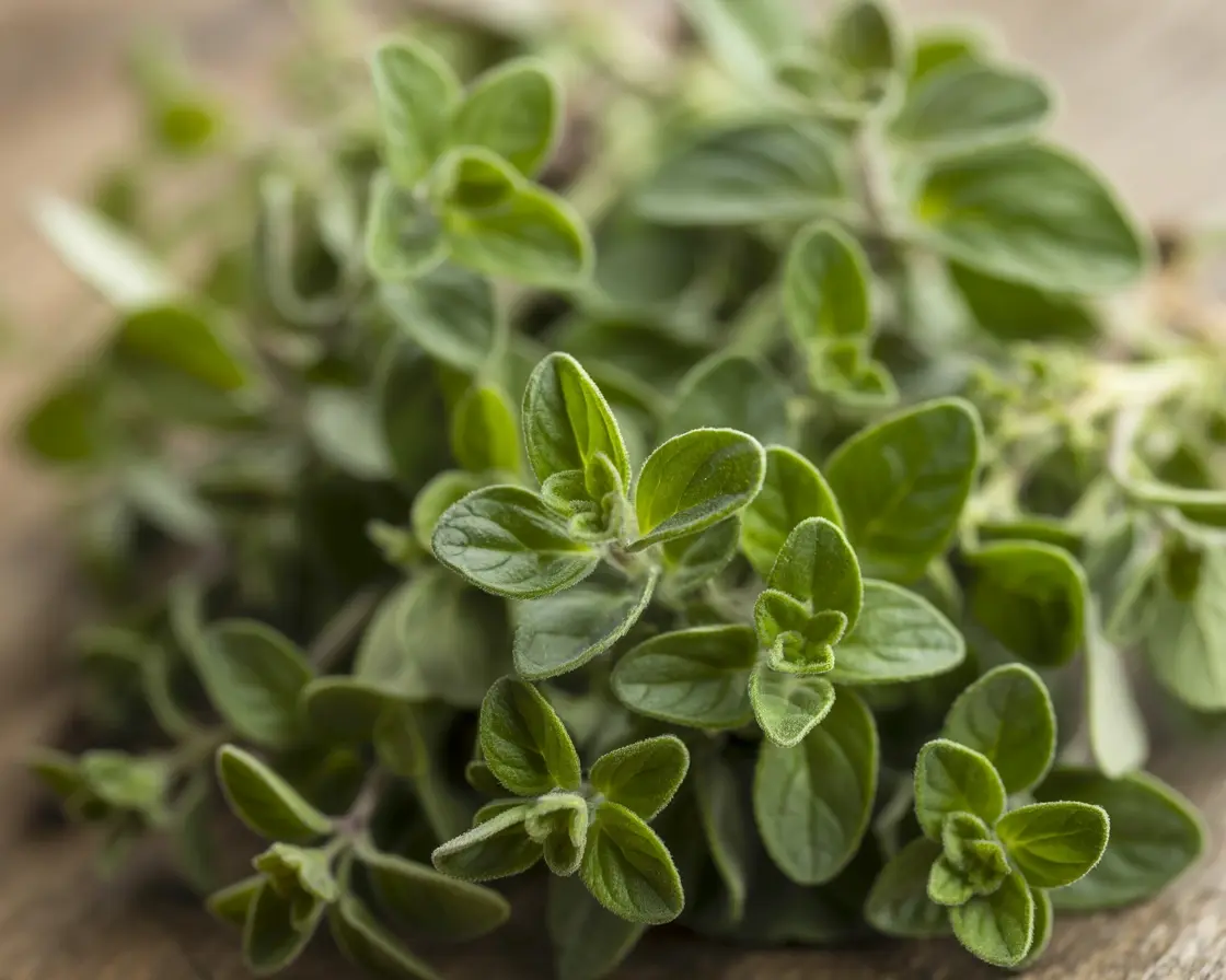 Organic Oregano Powder Botanical Profile