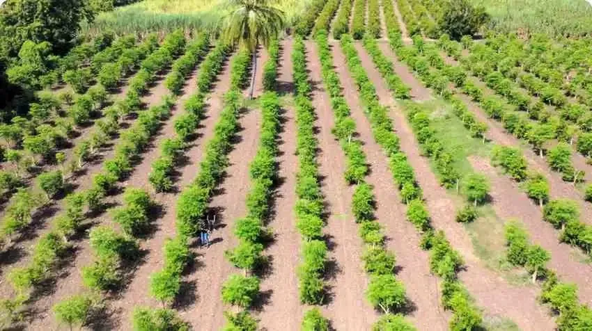 Harvesting