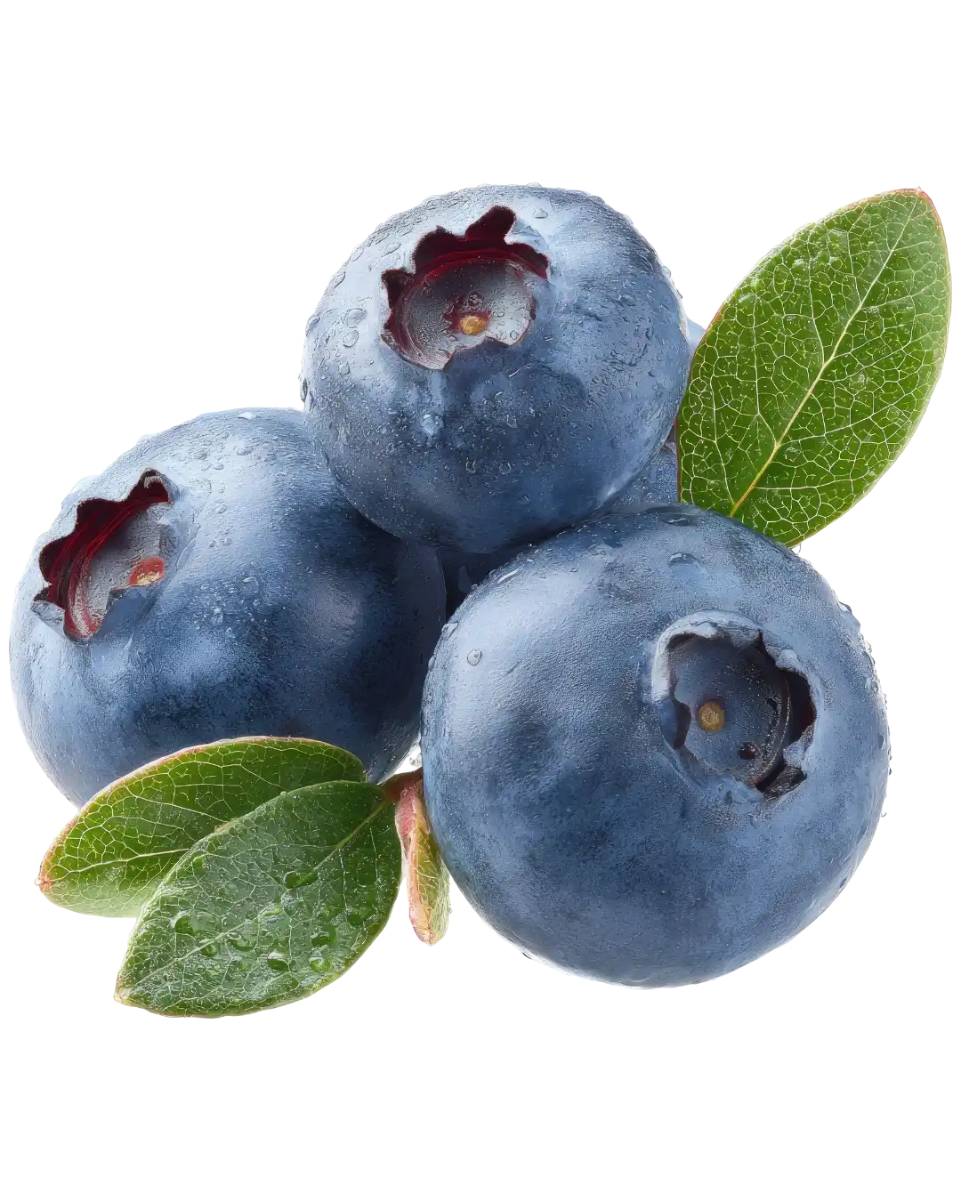 Organic Blueberry