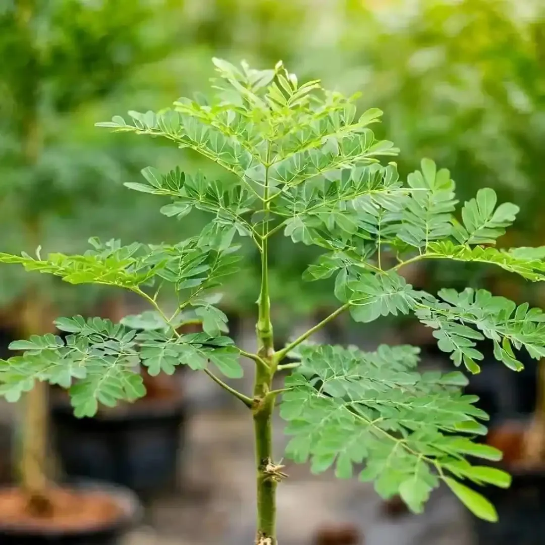 Moringa Branch