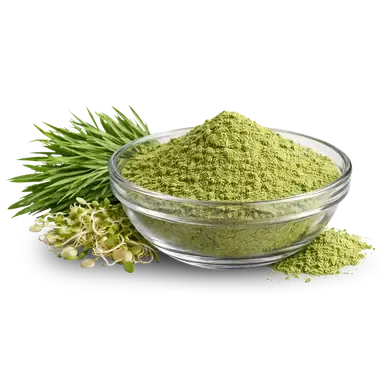 Organic Alfalfa Powder bulk supply