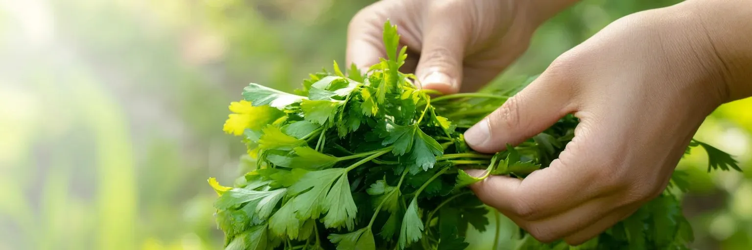Organic parsley powder made from fresh parsley leaves harvested by hand