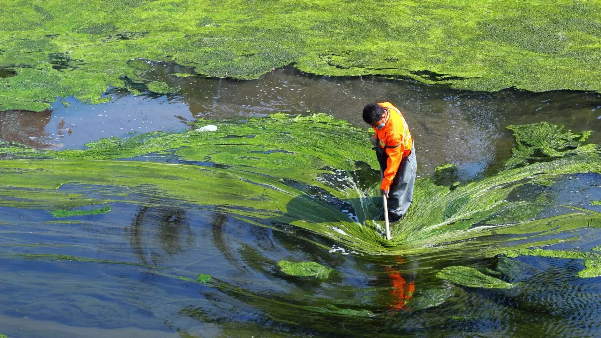 Spirulina Plant for Organic Spirulina Powder