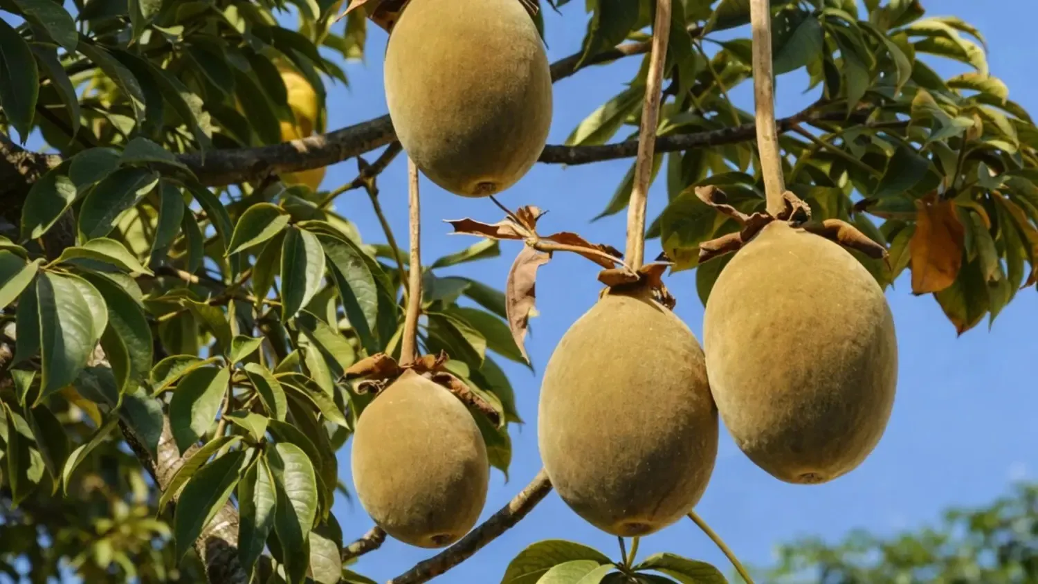 Baobab