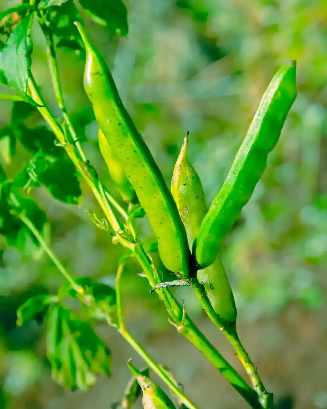Guar Field