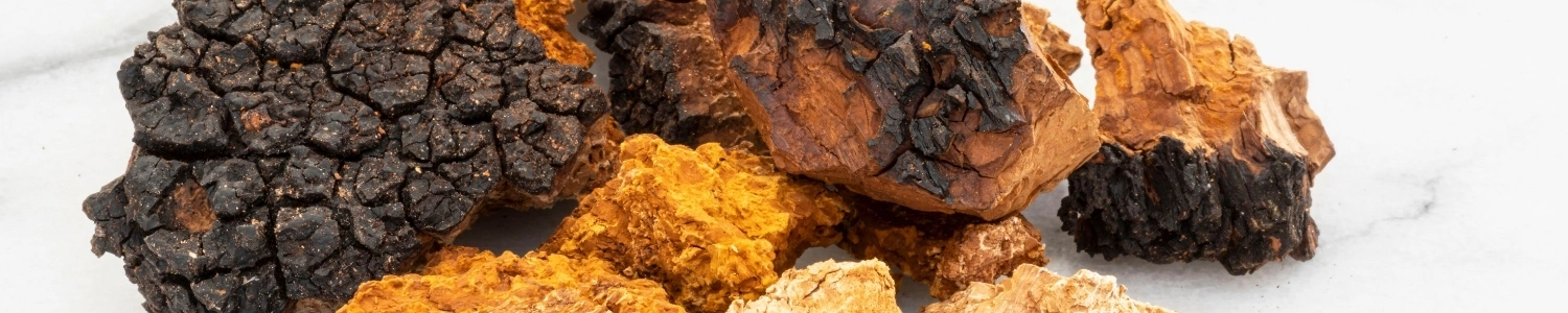 Organic Chaga Mushroom Warehouse