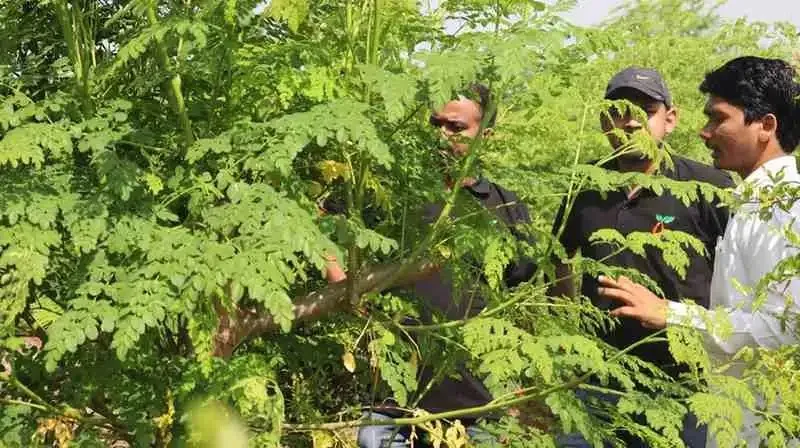 Moringa Branch