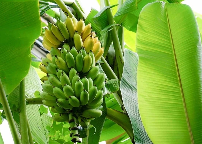 Organic Freeze-Dried Banana Powder Composition Profile