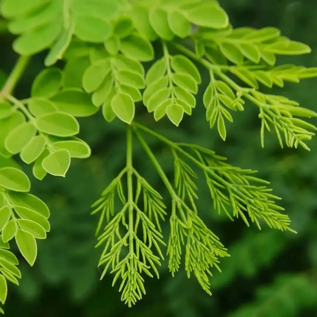 Moringa Leaves
