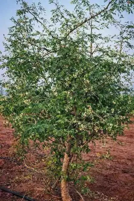 Moringa Leaves
