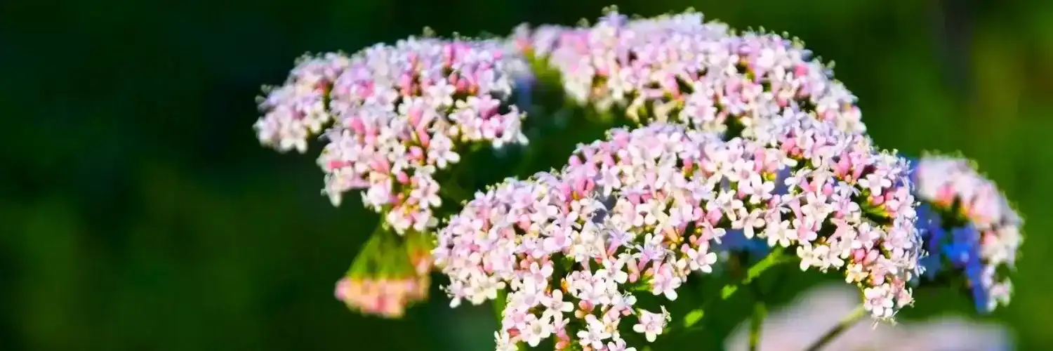 Valerian flowers