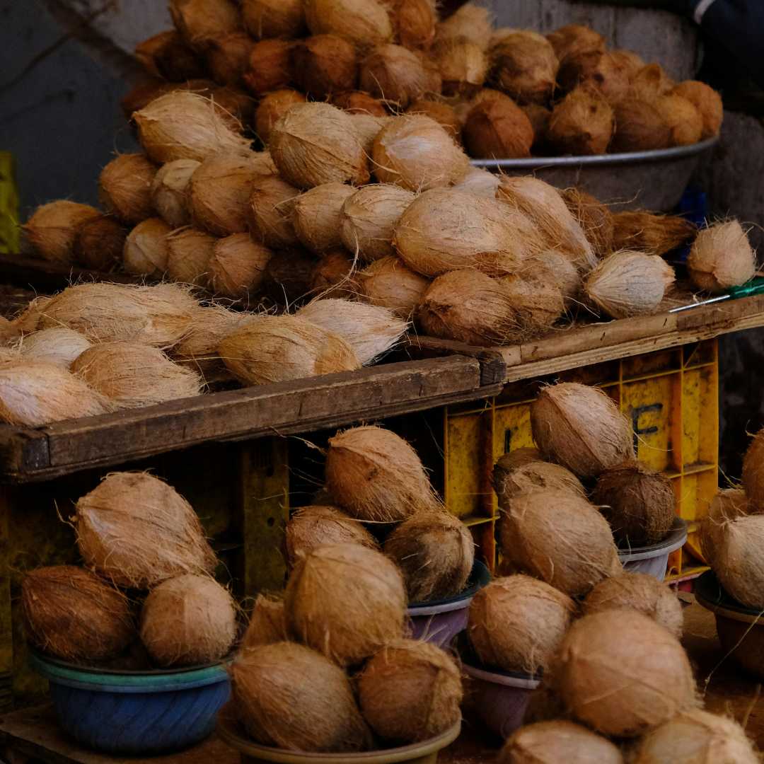 Coconut organic farm