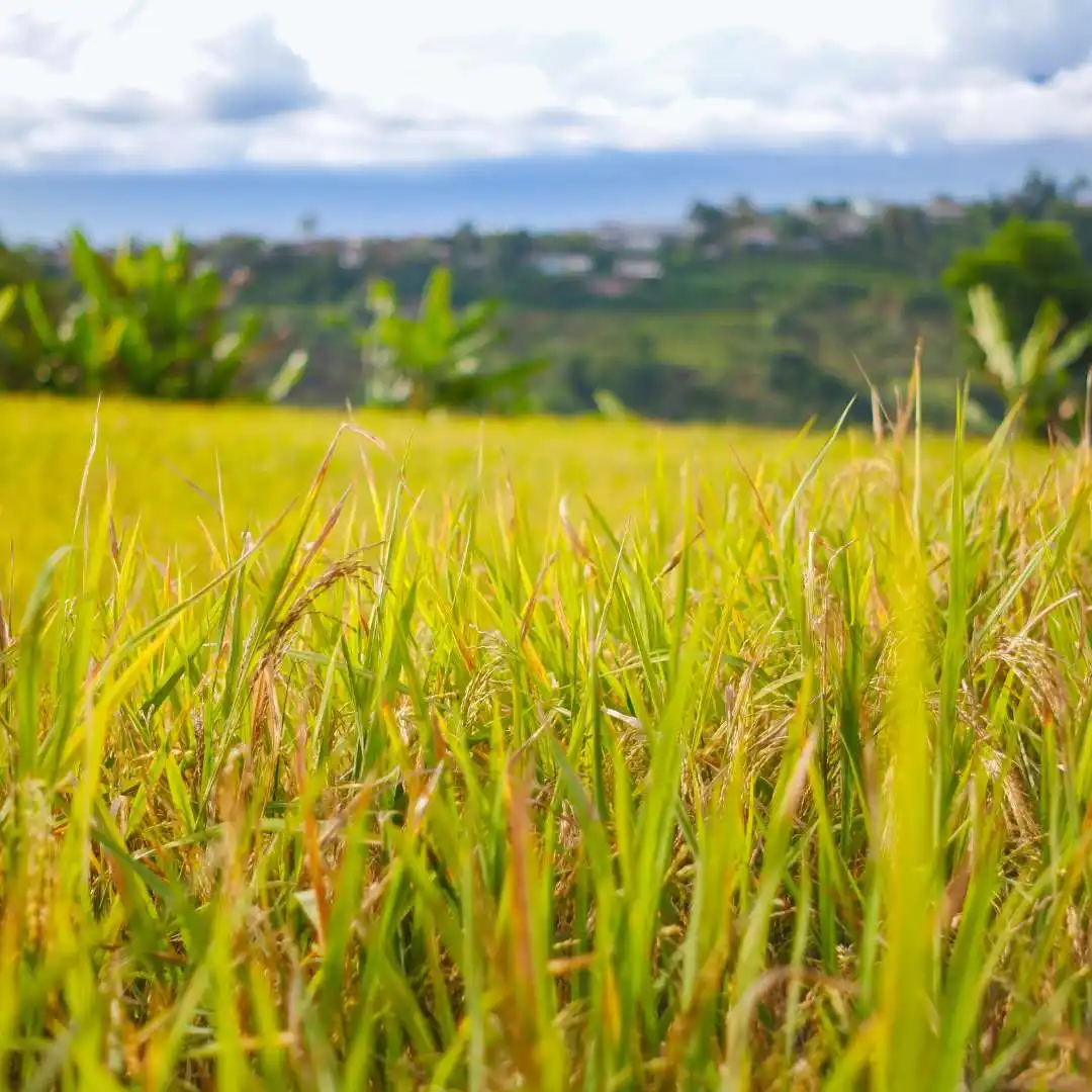 Agriculture