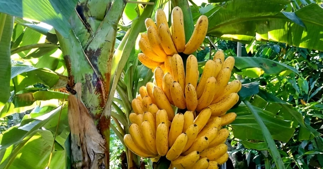 Organic Banana Powder FD Lab Testing COA