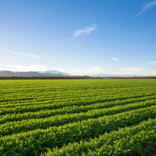 Farm field at sunrise