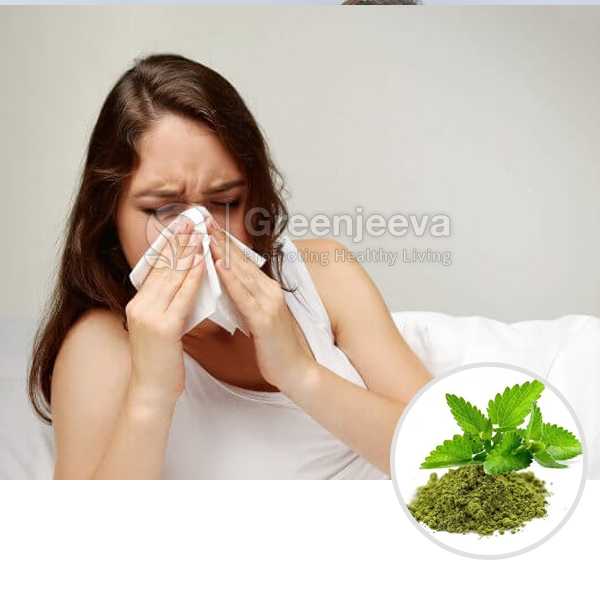 Organic Holy Basil Leaves Powder
