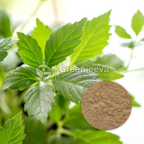 Gynostemma Leaf Extract Powder 40% Gypenosides