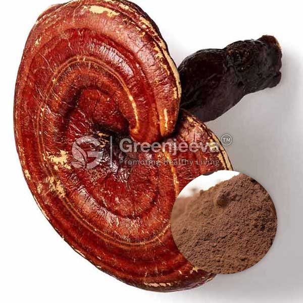 Reishi Mushroom Extract Powder 90% Polysaccharide