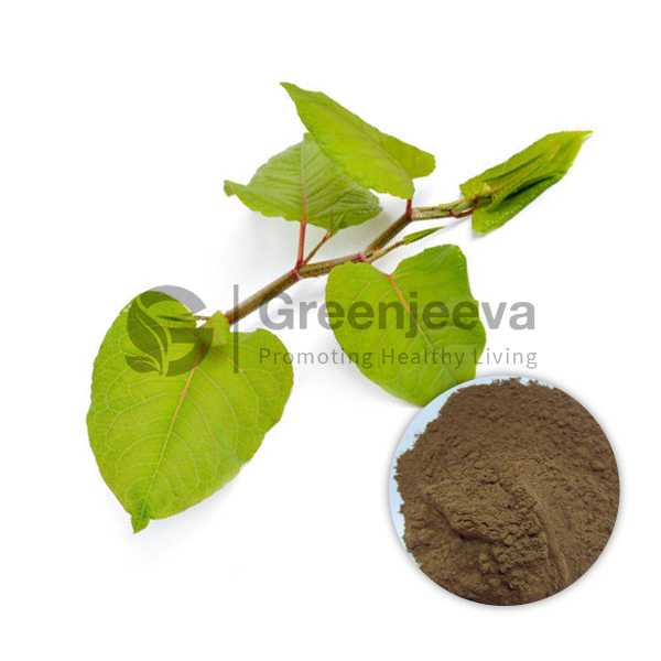Giant Knotweed Extract Powder 98% Resveratrol