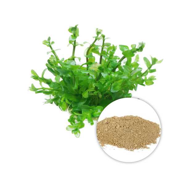bulk wholesale premium Bacopa monnieri extract powder 20% Bacosides, HPLC